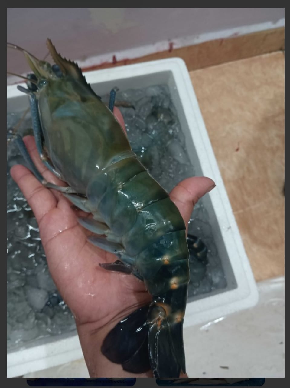 Scampi ( Jambo Prawn)