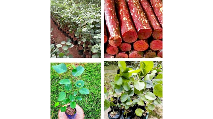Red Chandan Plant (1unit)