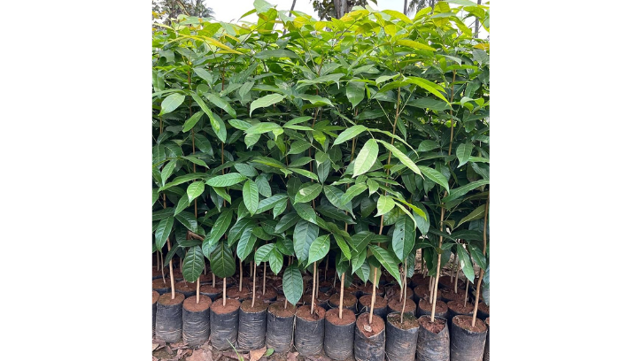 Mahogany plant 5 feet (1unit / 10 plants )