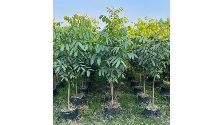 Mahogany plants 5 Feet