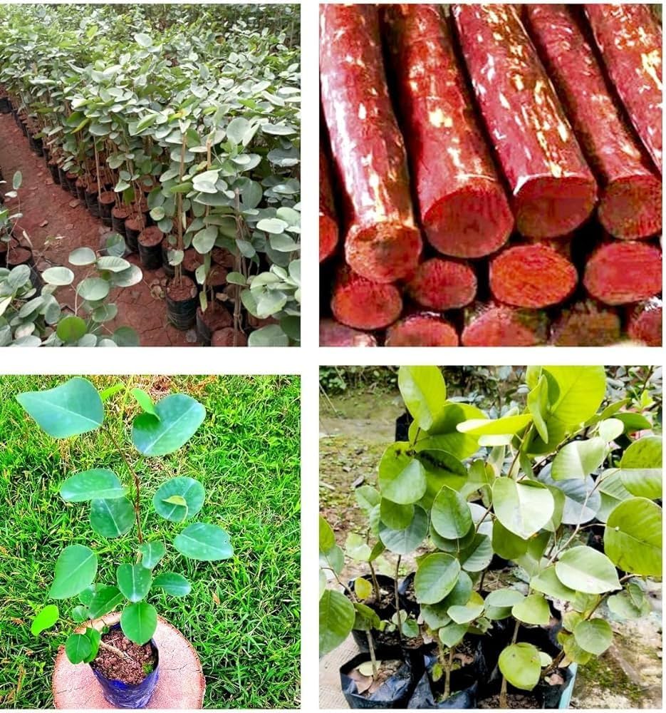 Red Chandan Plant (1unit)