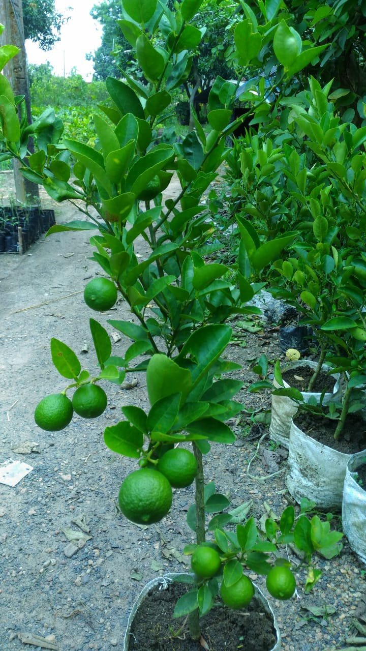 Kagaji lemon plant