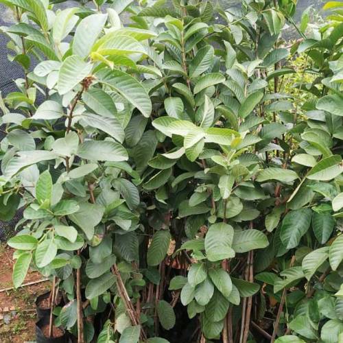 Thai white guava plant