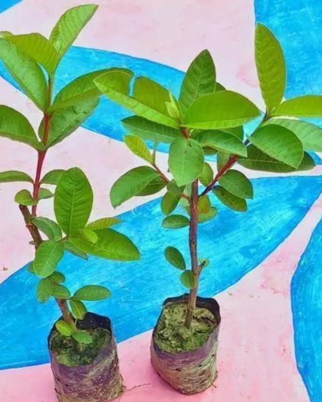 L49 guava plant