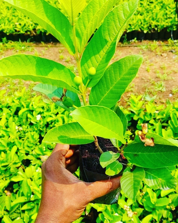 ताइवान पिंक अमरूद  ( 10 plants per unit )