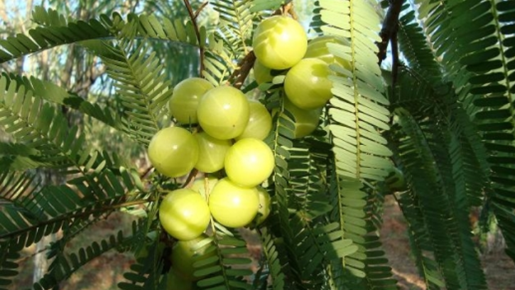 NA-7 आंवला ( ₹100 per piece )