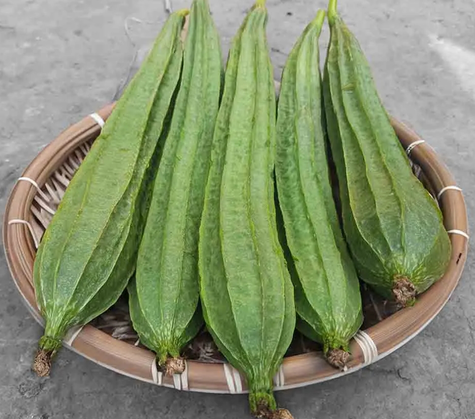 Ridge gourd  (Turai)