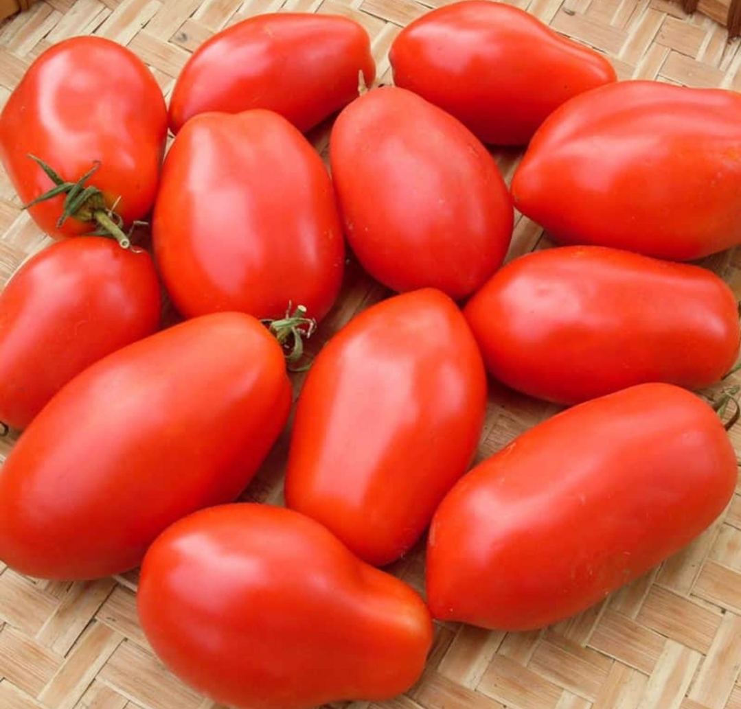 Tomato