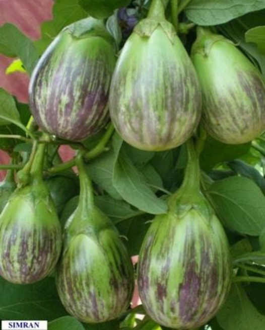 Brinjal ( Desi Vangi)